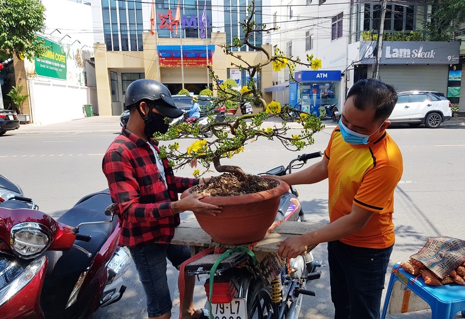 29 Tết: Mai vàng bung nở tung tóe, vừa bán vừa hạ giá chạy Tết - 5 29 Tết: Mai vàng bung nở tung tóe, vừa bán vừa hạ giá chạy Tết - 5