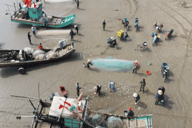 Mỏi tay gỡ cá trích, ngư dân kiếm nửa triệu đồng mỗi ngày