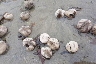 Sinh vật hình cầu bí ẩn tràn lan trên bờ biển Anh