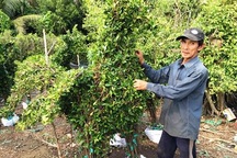 Kiểng hình gà đắt hàng trong dịp Tết Đinh Dậu