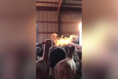 Hình ảnh ảo giác khiến lạc đà Alpaca như "thở ra lửa"