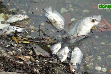 Hà Nội: Hồ Trúc Bạch bất ngờ xuất hiện tình trạng cá chết hàng loạt