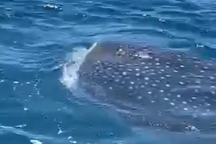 Cá mập voi xuất hiện ở vùng biển Quy Nhơn