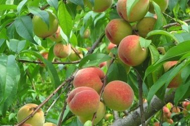 Những lợi ích sức khỏe của quả đào