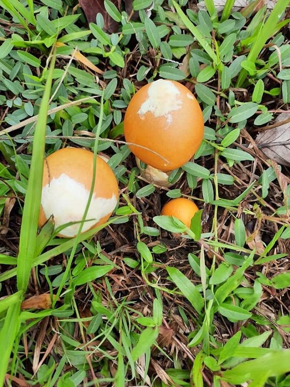 Độc đáo loại nấm trứng gà giá nửa triệu đồng mỗi kg - 1 Độc đáo loại nấm trứng gà giá nửa triệu đồng mỗi kg - 1