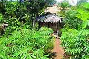 Bà lang phá thai bằng que