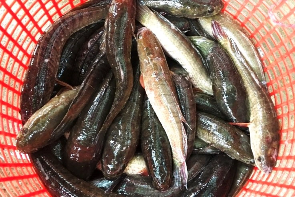Nuôi loài cá háu ăn, anh nông dân thu lãi lớn - 3 Nuôi loài cá háu ăn, anh nông dân thu lãi lớn - 3