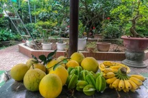 Khu vườn "trong mơ" với gần 40 loại rau quả sai trĩu trịt giữa lòng Hà Nội