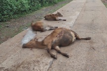 Xe tải mất phanh tông 18 con bò chết tại chỗ