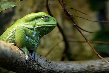 Kiểm tra chỉ số IQ của trẻ qua câu hỏi: “Con ếch ra khỏi giếng”