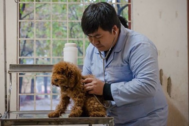 Vui buồn chuyện nghề bác sĩ cún cưng