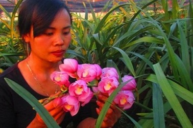 "Hái" nửa tỷ đồng/năm từ trồng hoa địa lan bán Tết