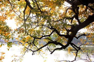 Lộc vừng hồ Gươm rực rỡ sắc vàng - đỏ xao xuyến lòng người