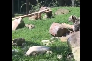 Báo tuyết con tinh nghịch khiến mẹ giật mình hoảng hốt