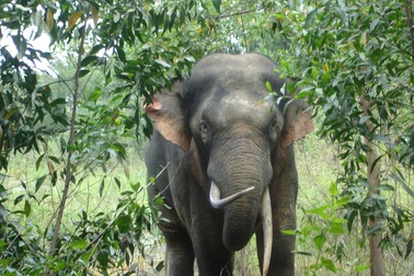 Đưa voi rừng đi phối giống với voi nước khác