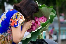 Mùa sen Hà thành - gánh hàng rong kiếm tiền triệu mỗi ngày nhờ thú chơi tao nhã