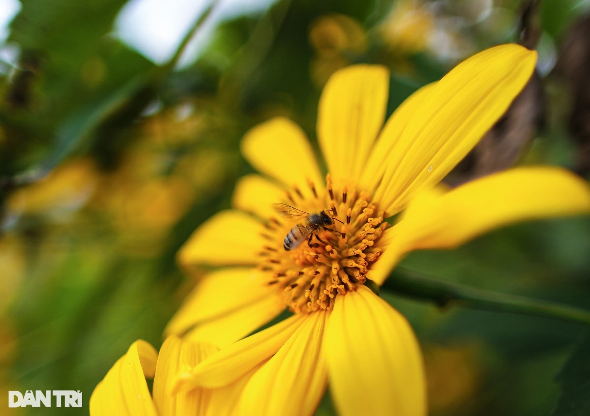 Hoa dã quỳ nở rộ cả sườn đồi, bạn trẻ đổ xô về ngoại ô Đà Lạt check-in - 9