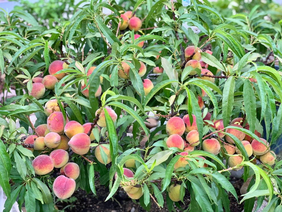 Mẹ Việt mát tay làm khu vườn trồng hàng chục loại cây ăn trái tại Mỹ - 6 Mẹ Việt mát tay làm khu vườn trồng hàng chục loại cây ăn trái tại Mỹ - 6