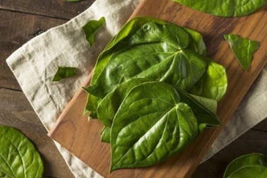 Khung giờ vàng dùng nước lá trầu giúp thải axit uric