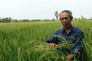Vụ “lúa lạ” ở Long An: Lộ dấu hiệu dối trá