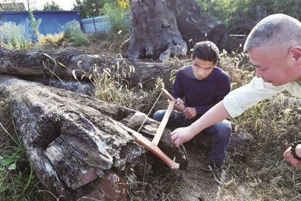 Khúc gỗ bỏ xó trong vườn, ngỡ ngàng khi biết giá trị thật - 5 Khúc gỗ bỏ xó trong vườn, ngỡ ngàng khi biết giá trị thật - 5