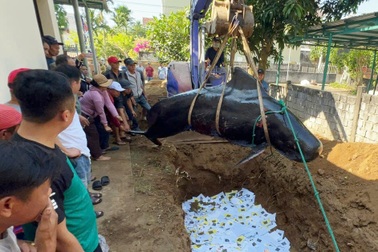 Hàng trăm người chôn cất cá voi nặng 1 tấn