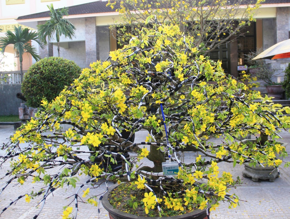 Cận cảnh “cụ” mai hơn 100 tuổi giá 2,4 tỷ đồng - 16 Cận cảnh “cụ” mai hơn 100 tuổi giá 2,4 tỷ đồng - 16