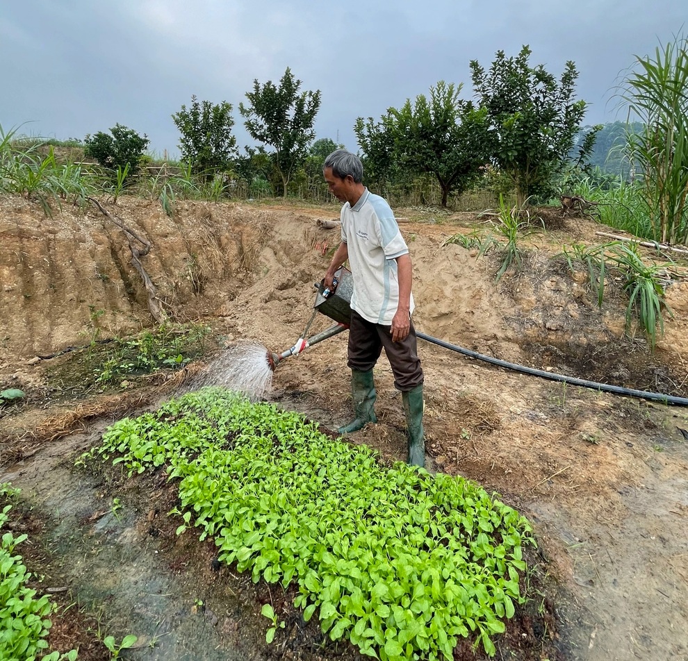 Vườn rau trái tươi tốt của một gia đình lão nông ở Yên Bái - 7 Vườn rau trái tươi tốt của một gia đình lão nông ở Yên Bái - 7