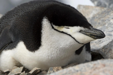 Loài chim độc đáo ngủ hơn 10.000 lần mỗi ngày