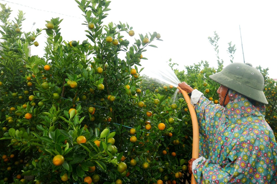 Thủ phủ quất cảnh miền Trung phấn khởi chờ mùa Tết bội thu - 5 Thủ phủ quất cảnh miền Trung phấn khởi chờ mùa Tết bội thu - 5