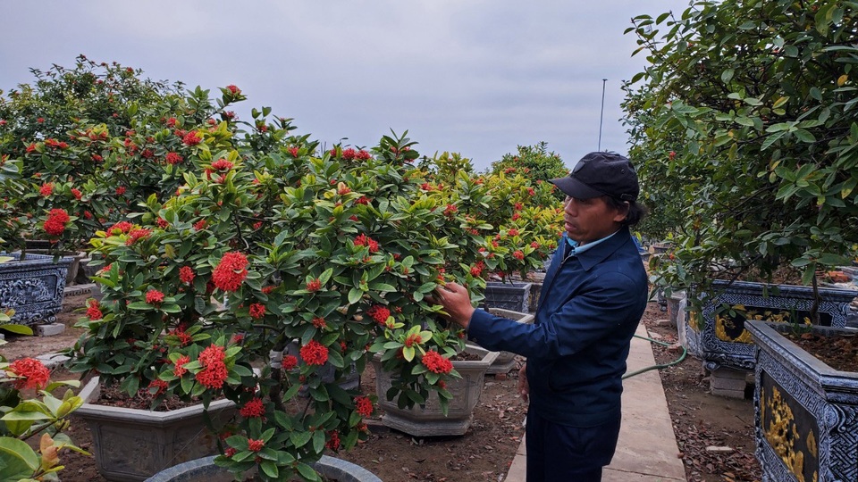 Đam mê giống cây cổ, nông dân thu hàng trăm triệu đồng mỗi năm - 1 Đam mê giống cây cổ, nông dân thu hàng trăm triệu đồng mỗi năm - 1
