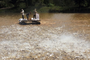 Lễ hội cá tra lần đầu tiên được tổ chức tại Đồng Tháp