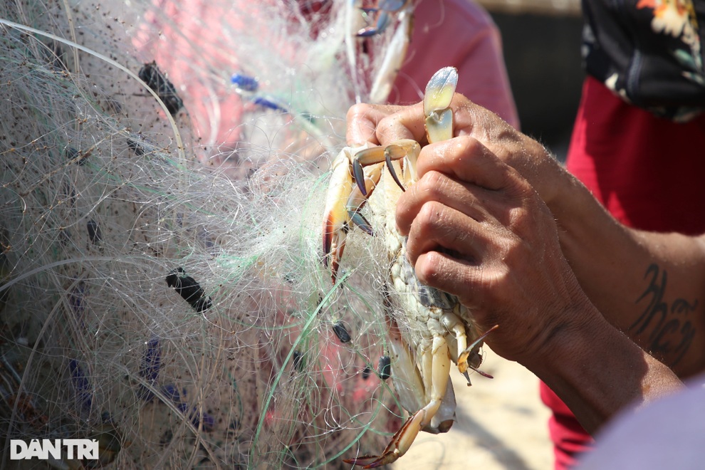 Những chuyến ra khơi chớp nhoáng mang về tiền triệu cho ngư dân - 4 Những chuyến ra khơi chớp nhoáng mang về tiền triệu cho ngư dân - 4