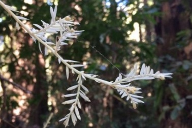 Bí ẩn “cây ma” sống không cần quang hợp trong rừng