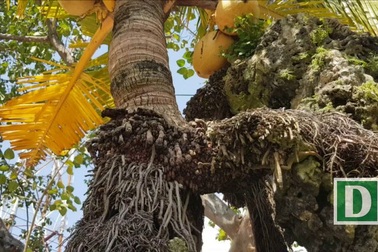 Kỳ lạ cây dừa cảnh “sống khỏe” trên đá hơn 60 năm vẫn cho trái