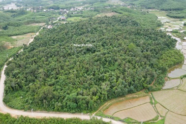 Khu rừng cấm toàn gỗ quý ở Quảng Nam được cả làng bảo vệ