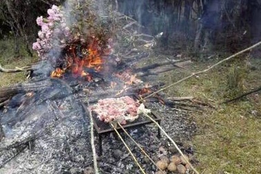 Hàng trăm du khách Trung Quốc thản nhiên bẻ hoa, lấy cành nướng thịt