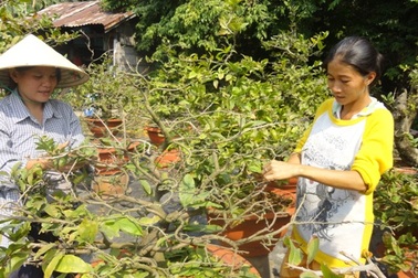 Mất mùa mai tết, nhà vườn lặt lá trong đìu hiu