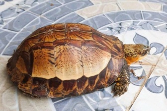 Phát hiện rùa quý bò trên đường, người dân mang đến công an giao nộp