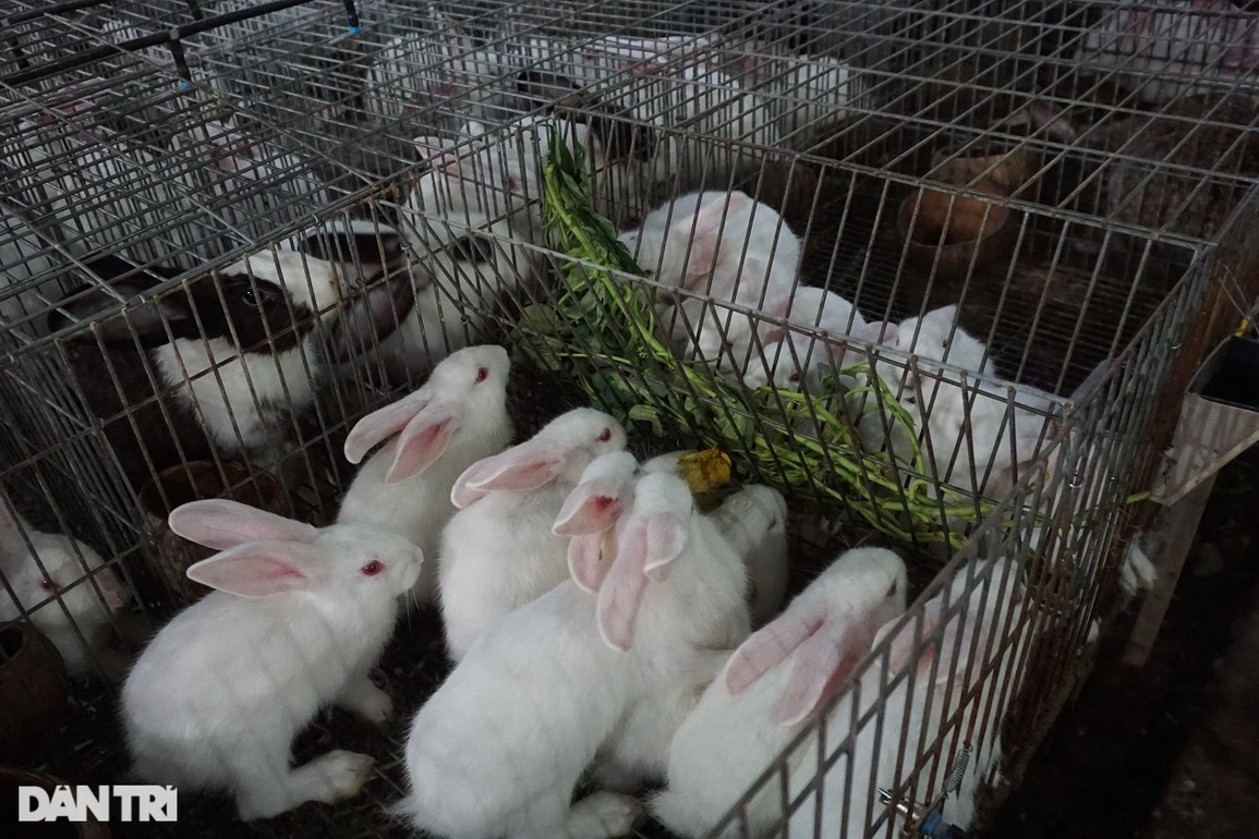 Anh nông dân khấm khá nhờ nuôi loài vật em bé nào cũng mê mẩn - 2 Anh nông dân khấm khá nhờ nuôi loài vật em bé nào cũng mê mẩn - 2