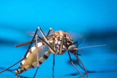 Tìm ra phương pháp mới làm giảm sinh sản của muỗi