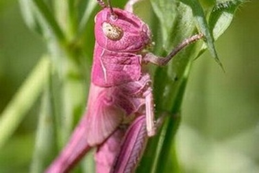 Chụp được ảnh châu chấu màu hồng cực quý hiếm