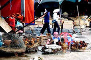 Gia đình nạn nhân chết vì H5N1 bị "cô lập" 