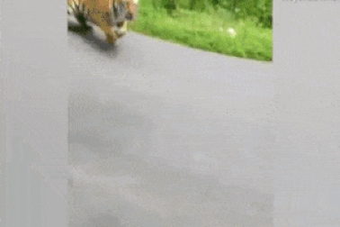 Clip: Thoát khỏi cú “hổ vồ” ngoạn mục