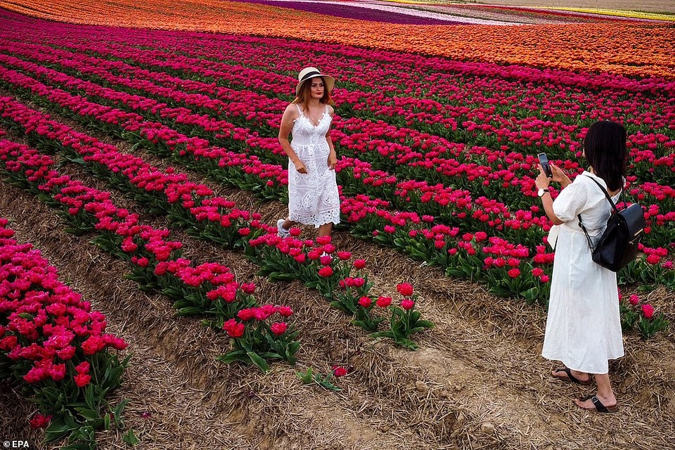 Mãn nhãn với cánh đồng hoa tulip rực rỡ sắc màu - 4 Mãn nhãn với cánh đồng hoa tulip rực rỡ sắc màu - 4