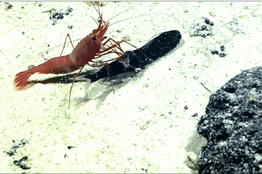 Cận cảnh chú tôm nhỏ bé "đi săn" cá rồng lớn hơn mình