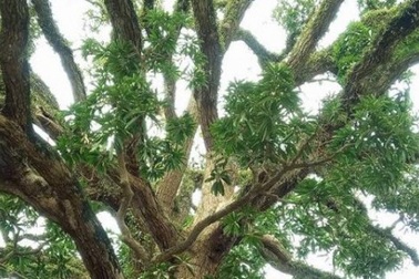 Ngỡ ngàng vẻ đẹp cổ kính, bề thế của "cụ" trôi trên 500 năm tuổi