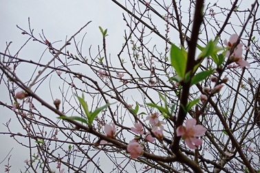 Chưa đến Tết Dương lịch, nhiều vườn đào đã bung nở