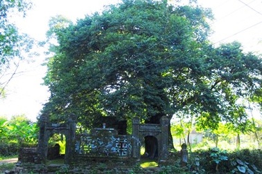 Cây thị 544 tuổi làng Phước Tích được công nhận cây di sản