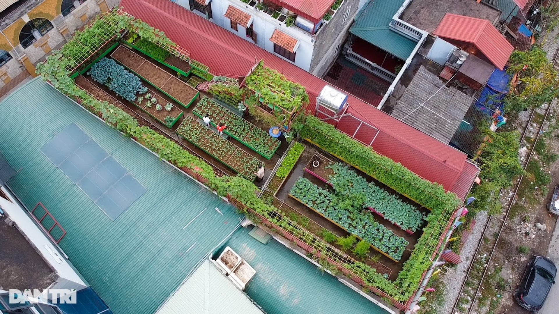 Ông bố ở Hà Nội chi 200 triệu đồng mang 10 tấn đất làm vườn sân thượng - 5 Ông bố ở Hà Nội chi 200 triệu đồng mang 10 tấn đất làm vườn sân thượng - 5